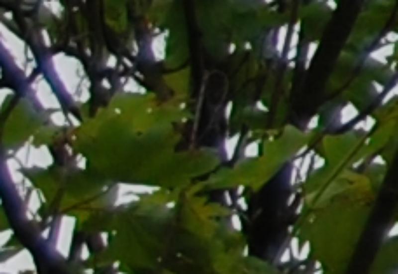 18 55crop