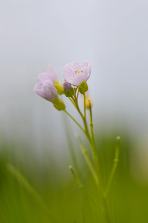 1805900wiesenschaumkrautblumen