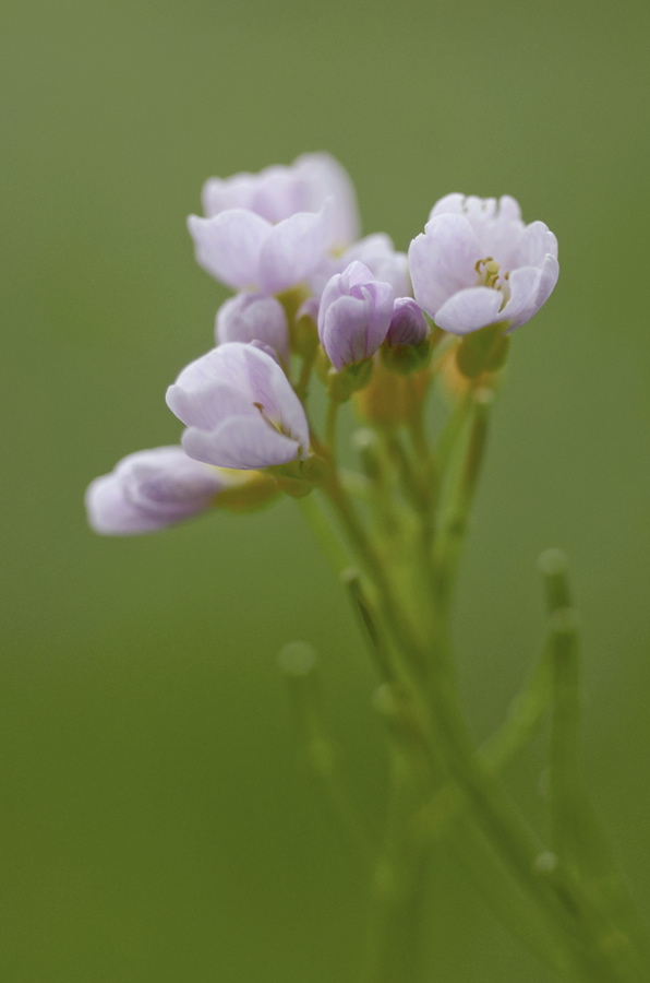 1851900wiesenschaumkrautblumen