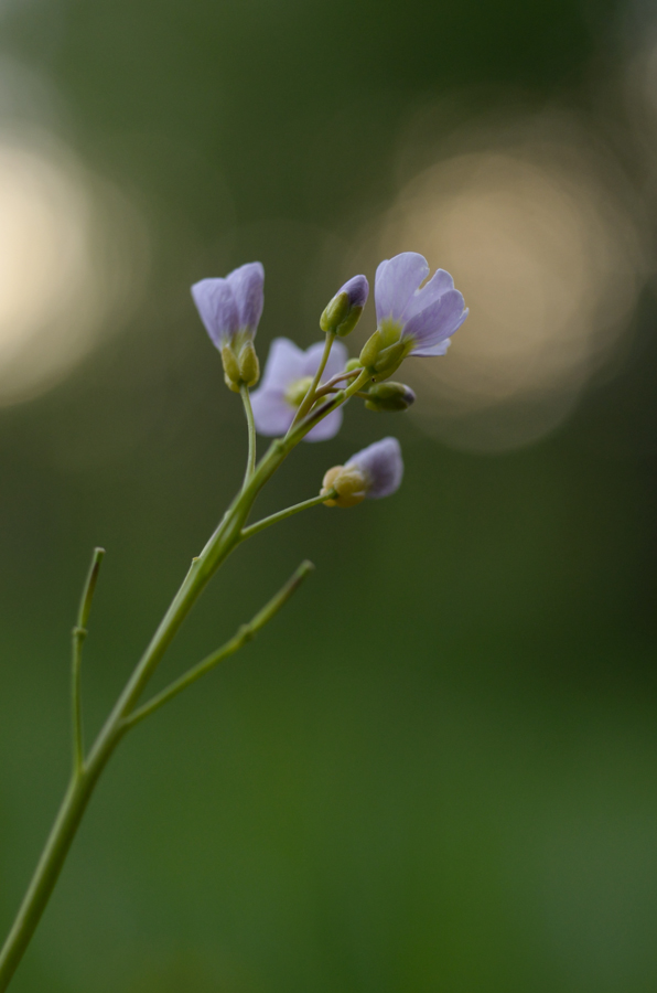 1864900wiesenschaumkrautblumen