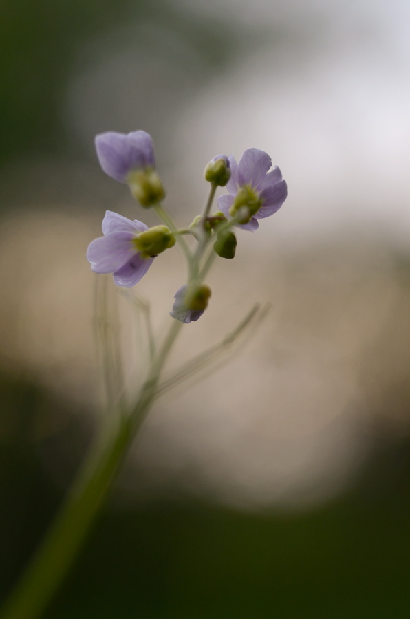 1870900wiesenschaumkrautblumen
