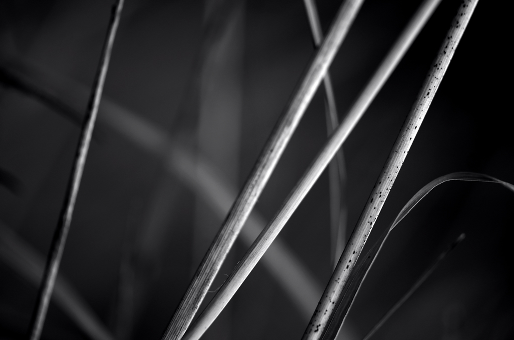 1891024grassw