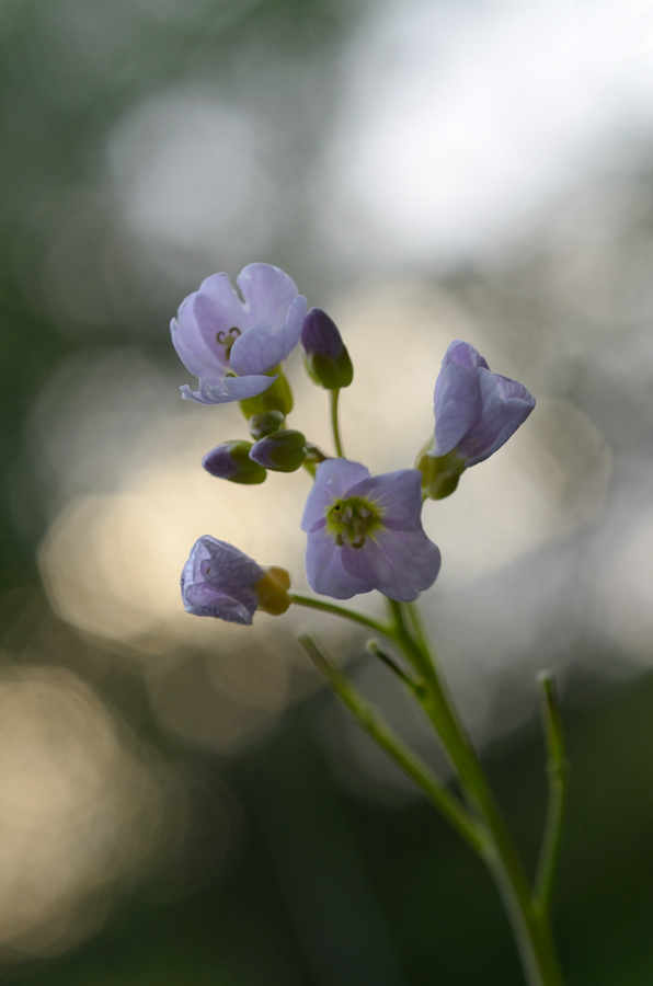 1899900wiesenschaumkrautblumen