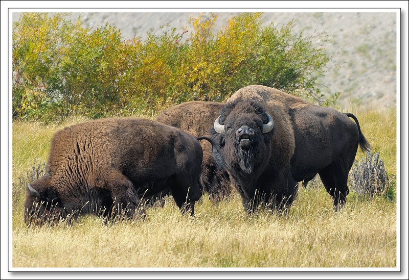 #19 Bison 1