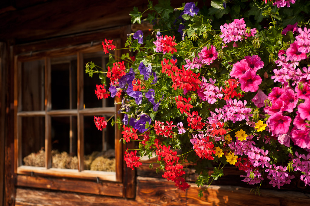 19 Blumenschmuck an der Berghütte