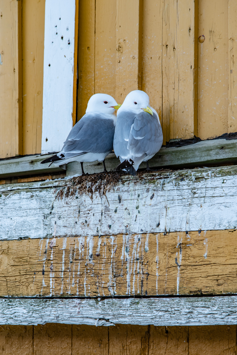 190308 Lofoten 10