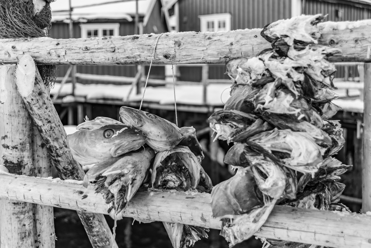 190308 Lofoten 12