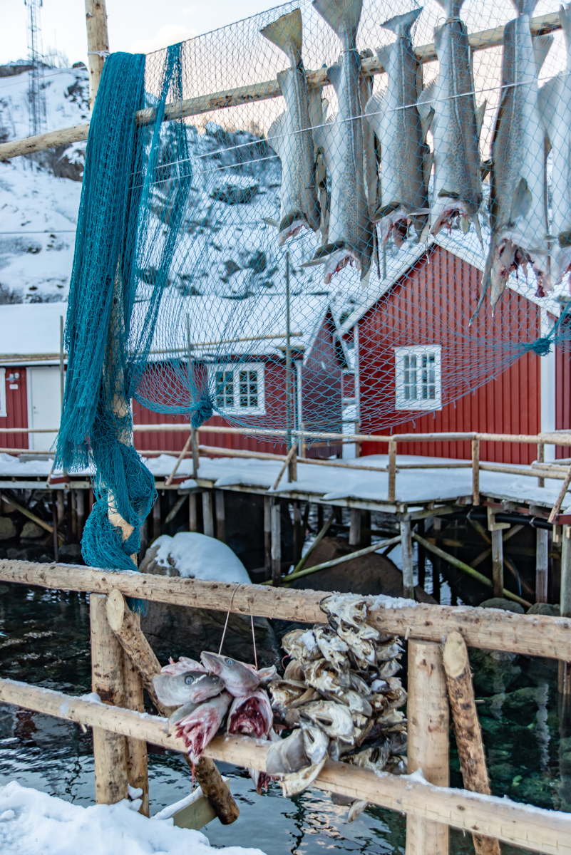 190308 Lofoten 14