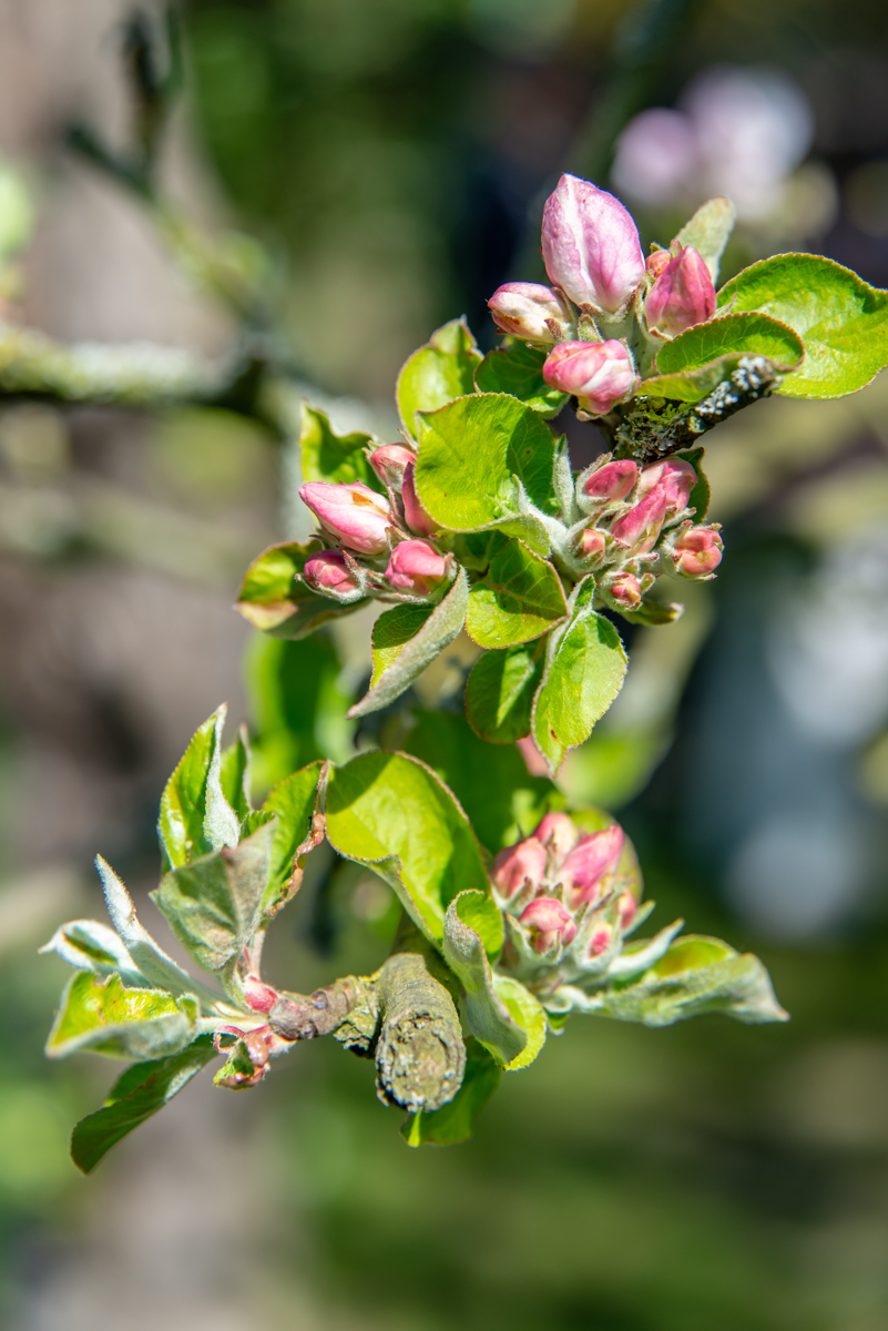 190421 Apfelblüte-1.jpg