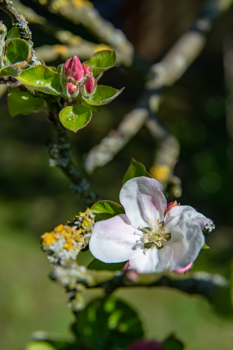 190421 Apfelblüte-2.jpg