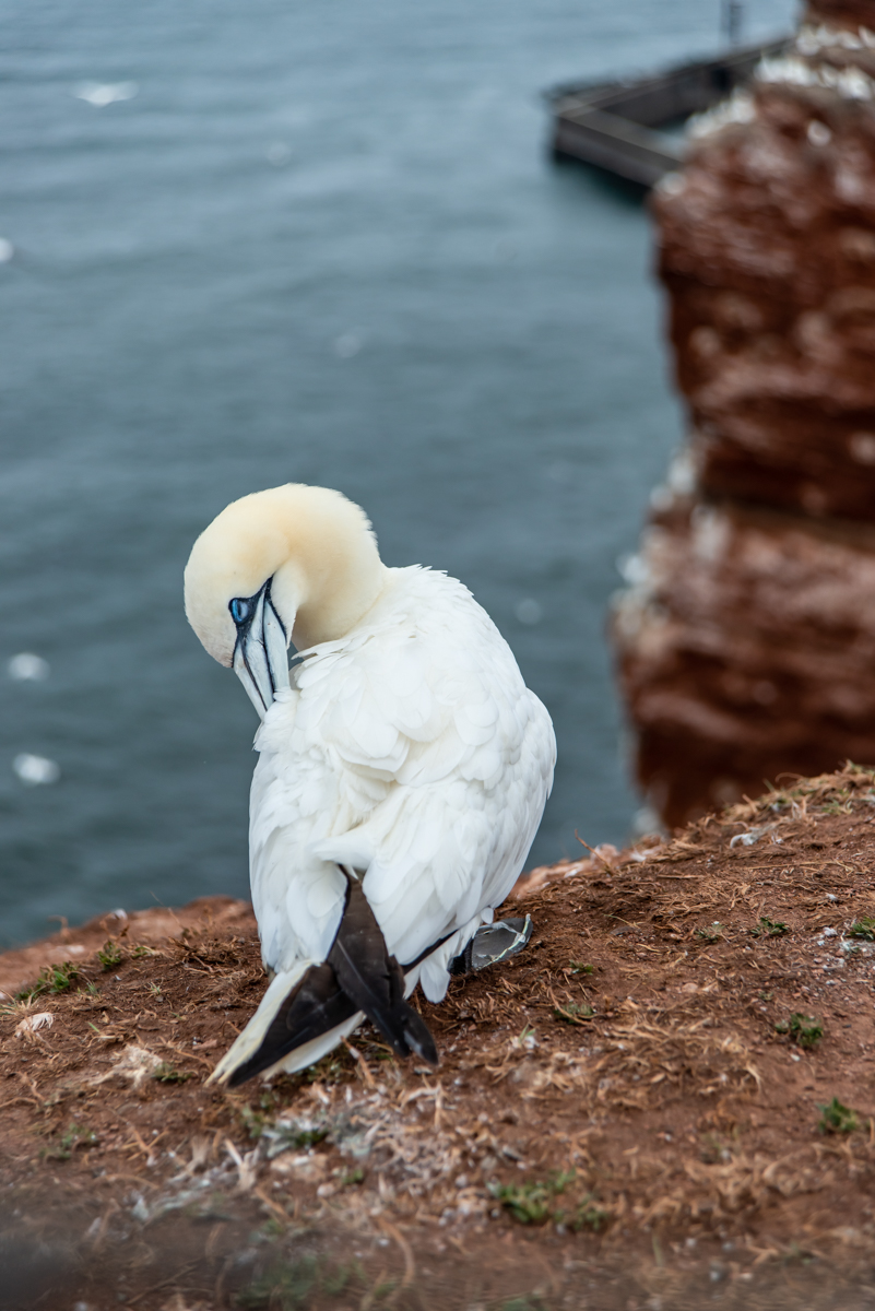 190714 Alkor Helgoland-2.jpg