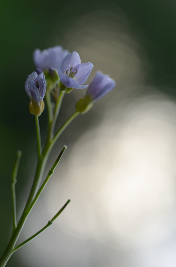 1944900wiesenschaumkrautblumen