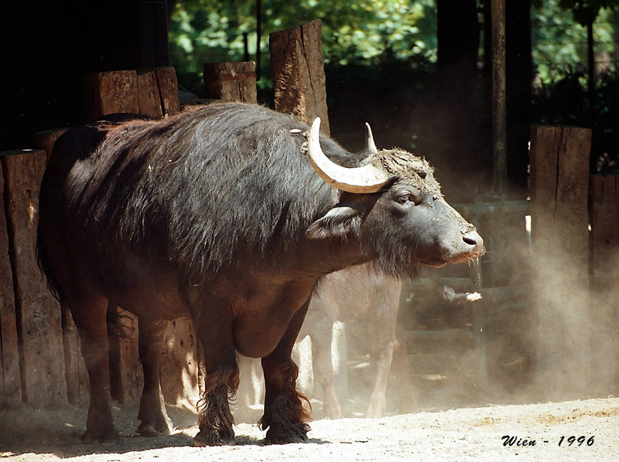 1960000  Büffel WienZoo 900