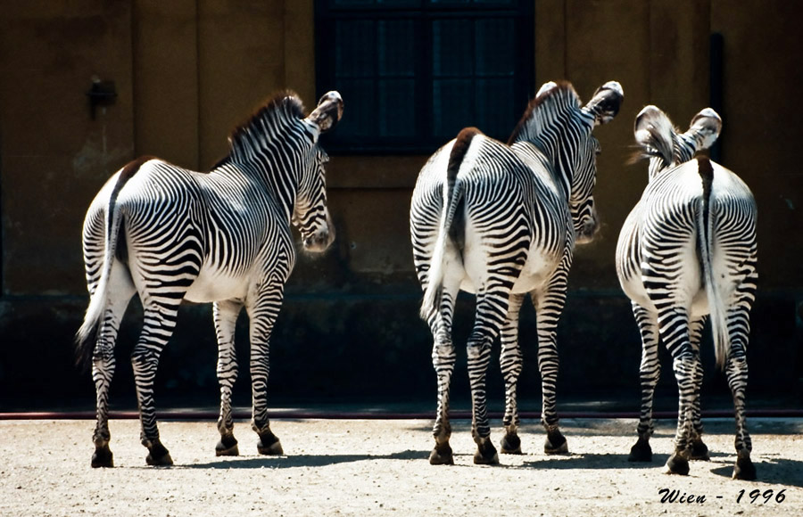 1960000 Zebras WienZoo 900