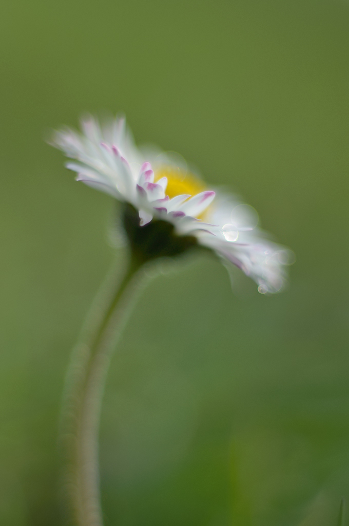 19b1024blumenzwiri3mm
