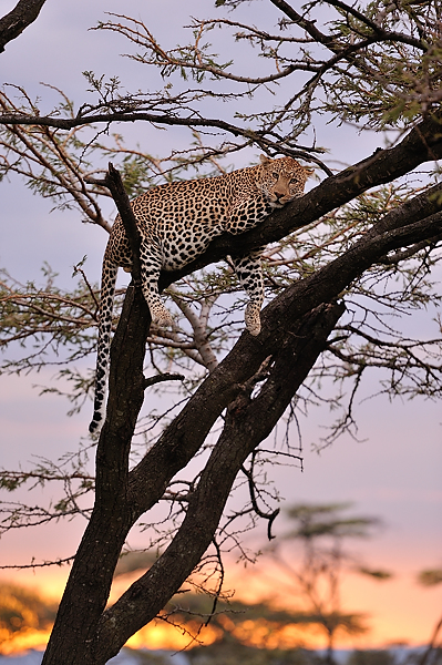 1MasaiMara3 DSC 2271 (2)