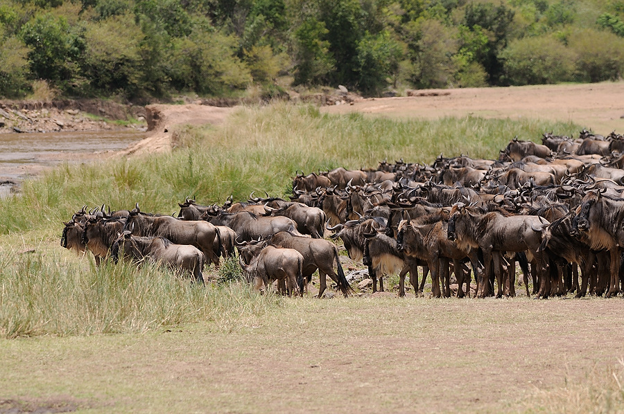 1MasaiMara6 DSC 5485