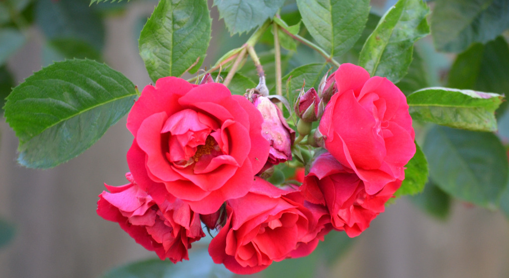 1Strauchrose
