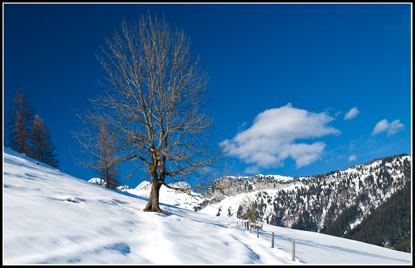 2 Baum