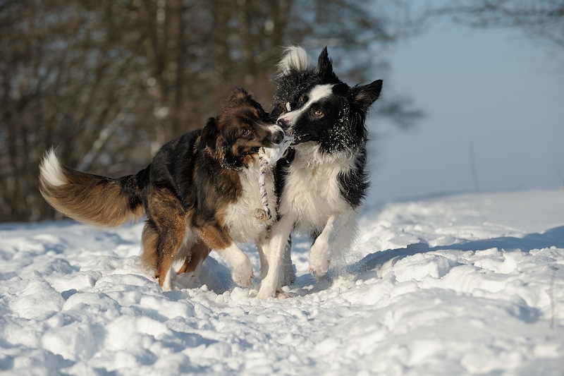 2 Freunde im Schnee