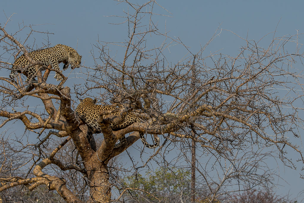 2 Leoparden