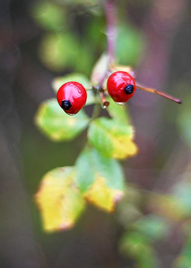 2 rote Beeren.jpg