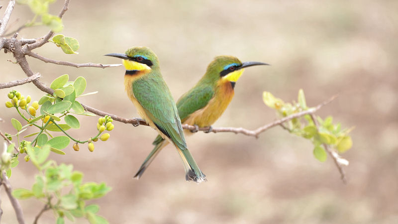2 Zwergspinte (Little Bee-Eater) im Lake Manyara Nationalpark
9716