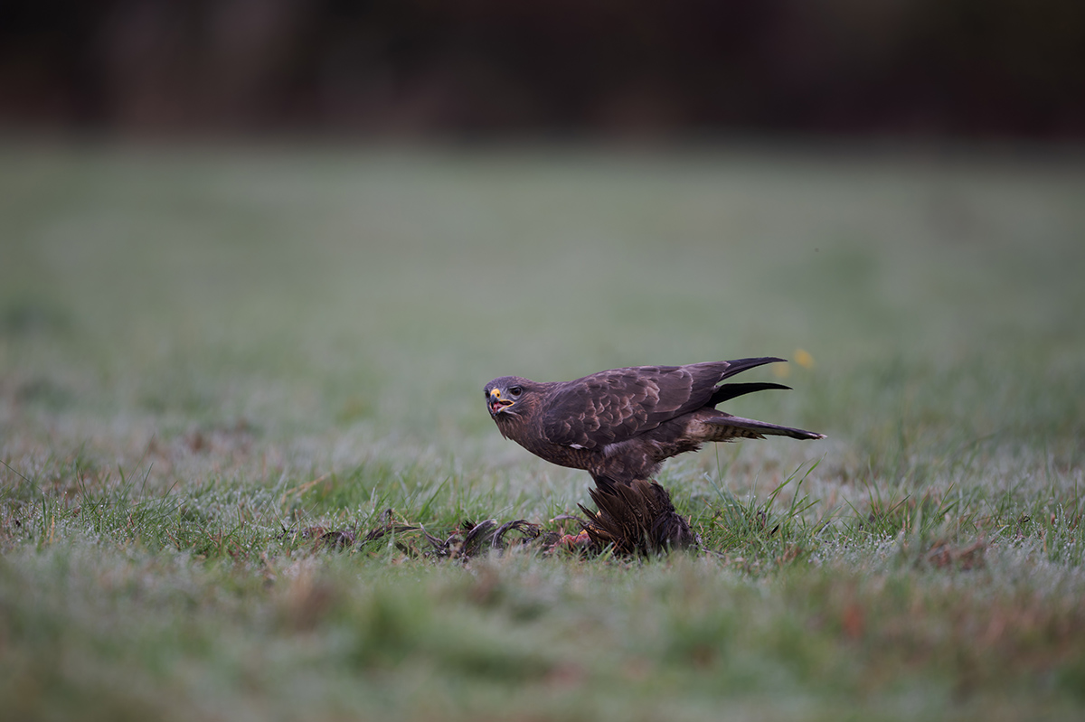 20 400mm f-2.8.jpg