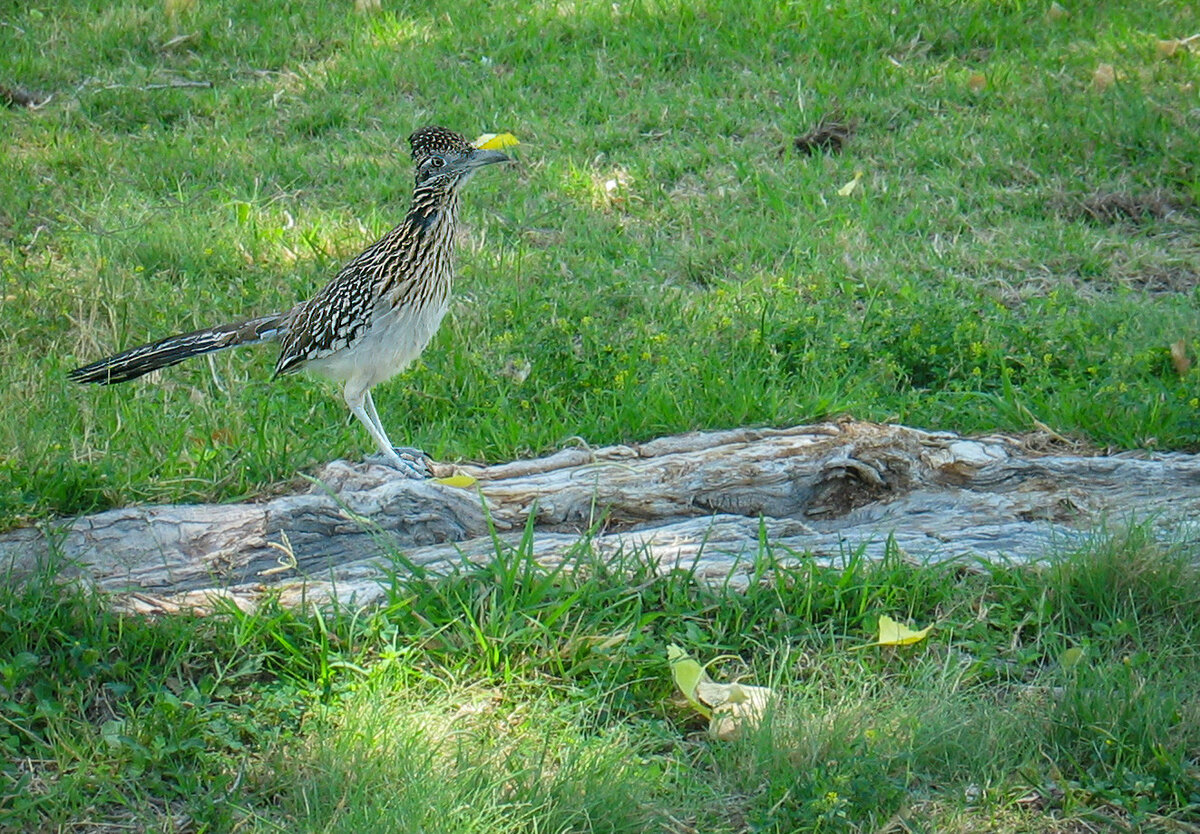 2006-04-12 40 Greater Roadrunner.jpg