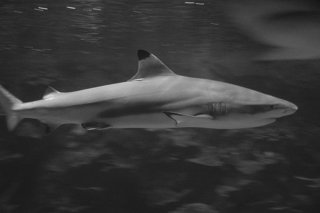 2006.08.23   Aquarium Berlin 113