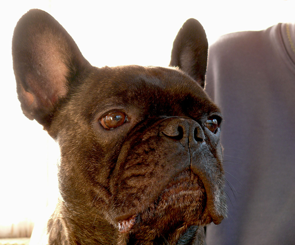 2006 franz. Bulldogge: LUDWIG