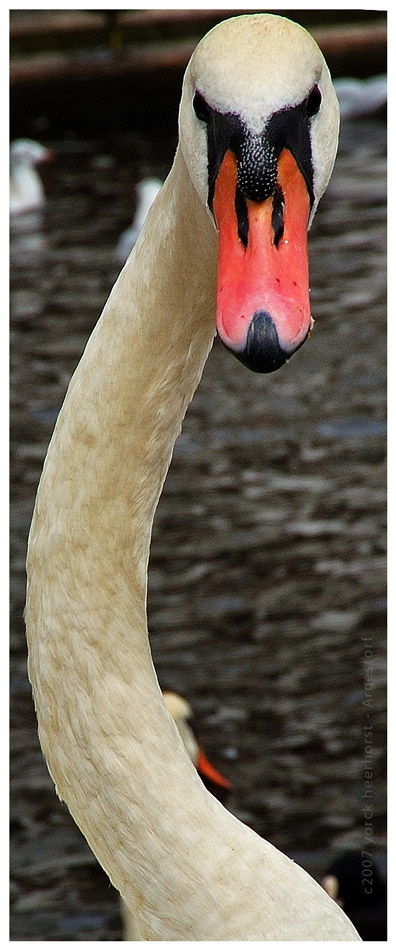 2007 0003 Hamburg Alsterschwan