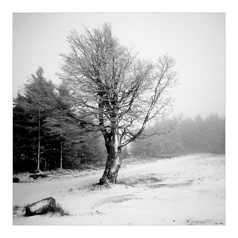 2007 Halde b&amp;w square 002