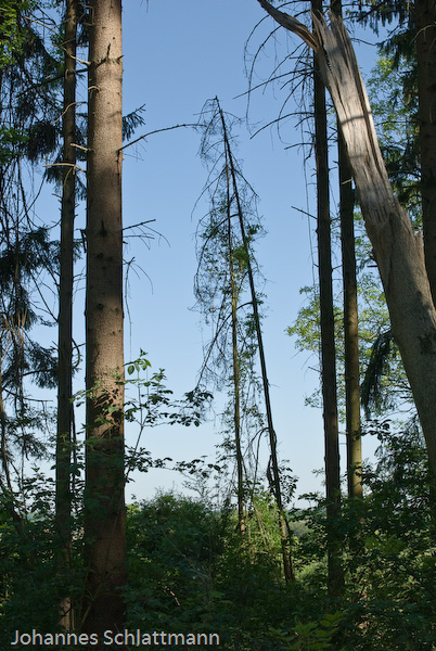 20070501 0034  D200  Landschaft  Häger  Gasselstiege (072601)