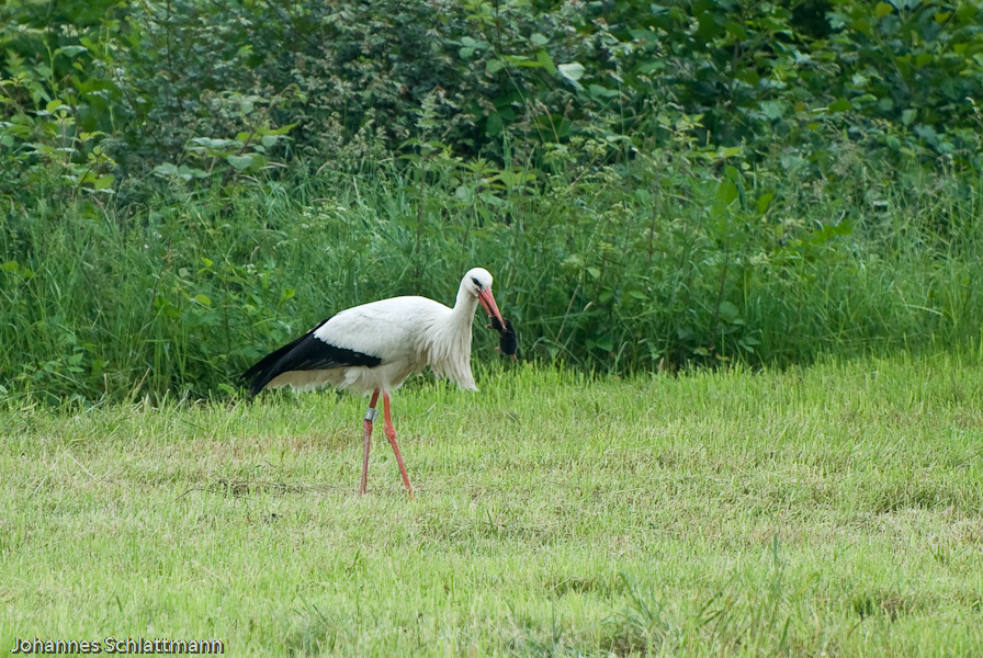 20070527 0911  D200  Storch  Graureiher (084718) 2