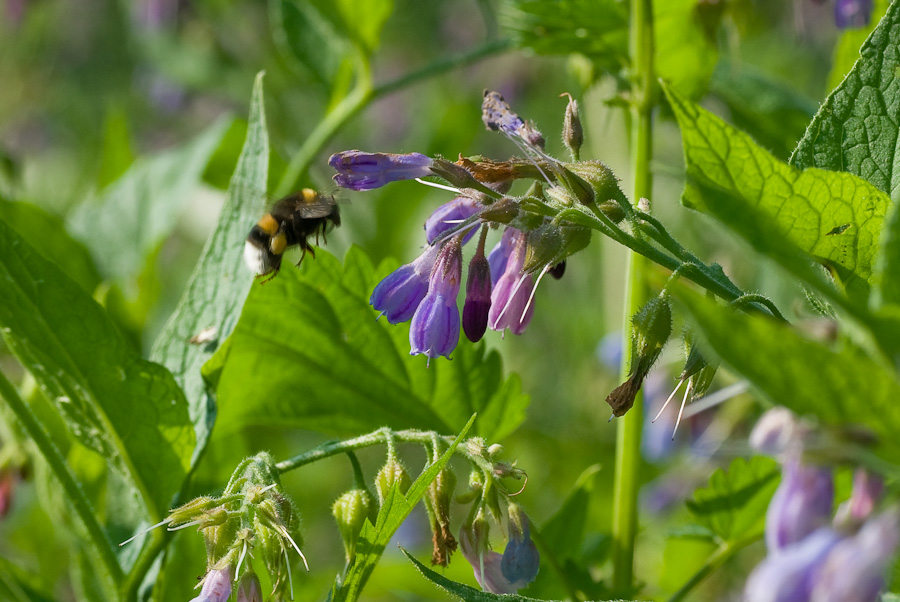 20070601 1338  D200  Bienen Blüten (174823)