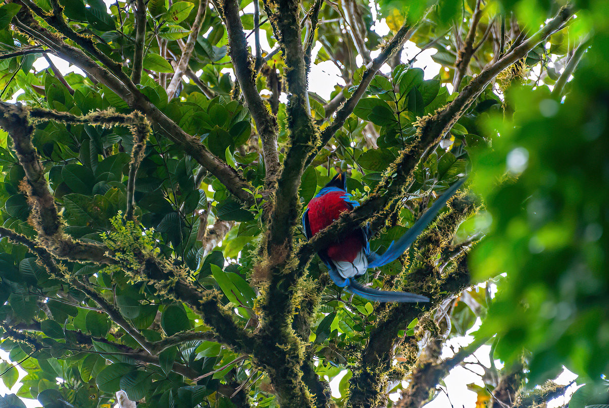 2008-01-16 14 Resplendent Quetzal.jpg