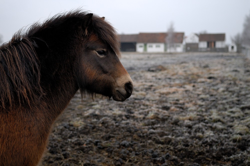 2008 02 15 091153 01 exmoor pony