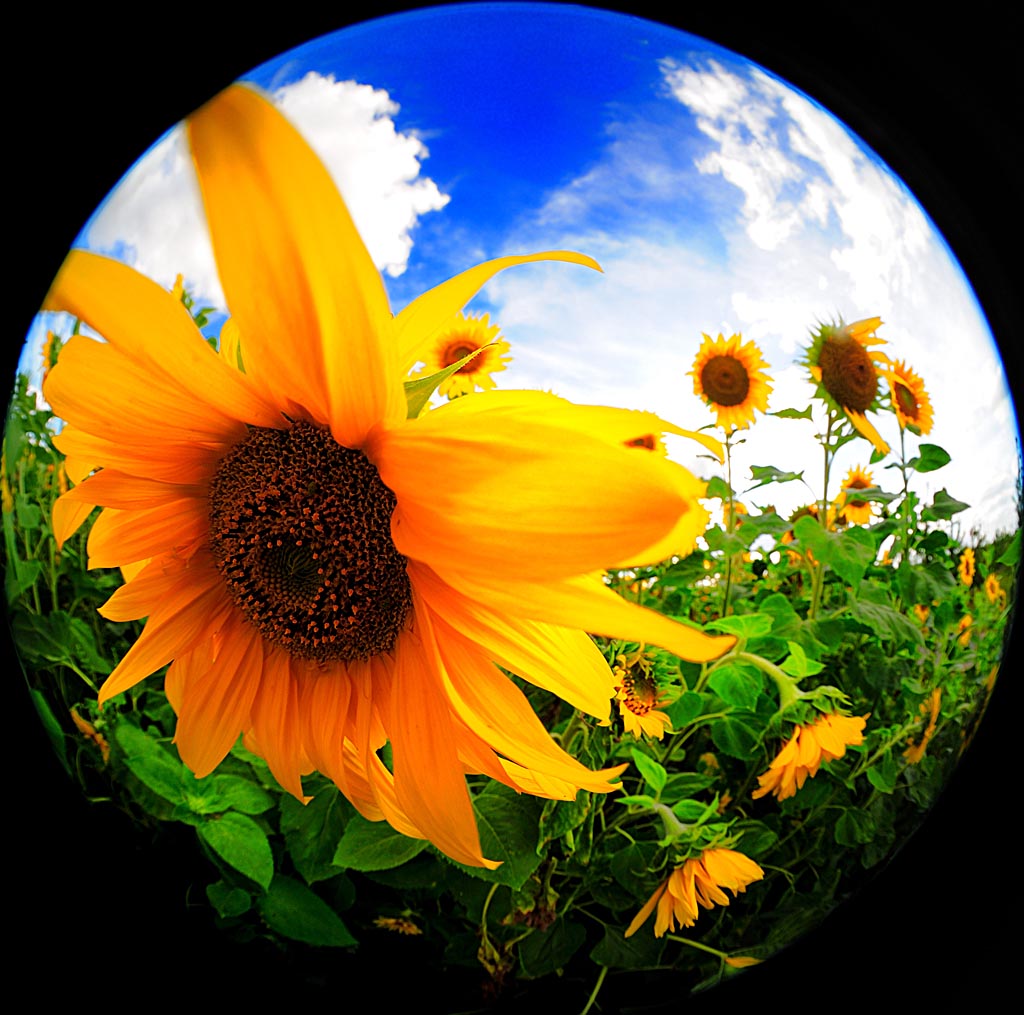 2008 08 04 Fischige Sonnenblumen und Tanke im Abendrot D7C 0286