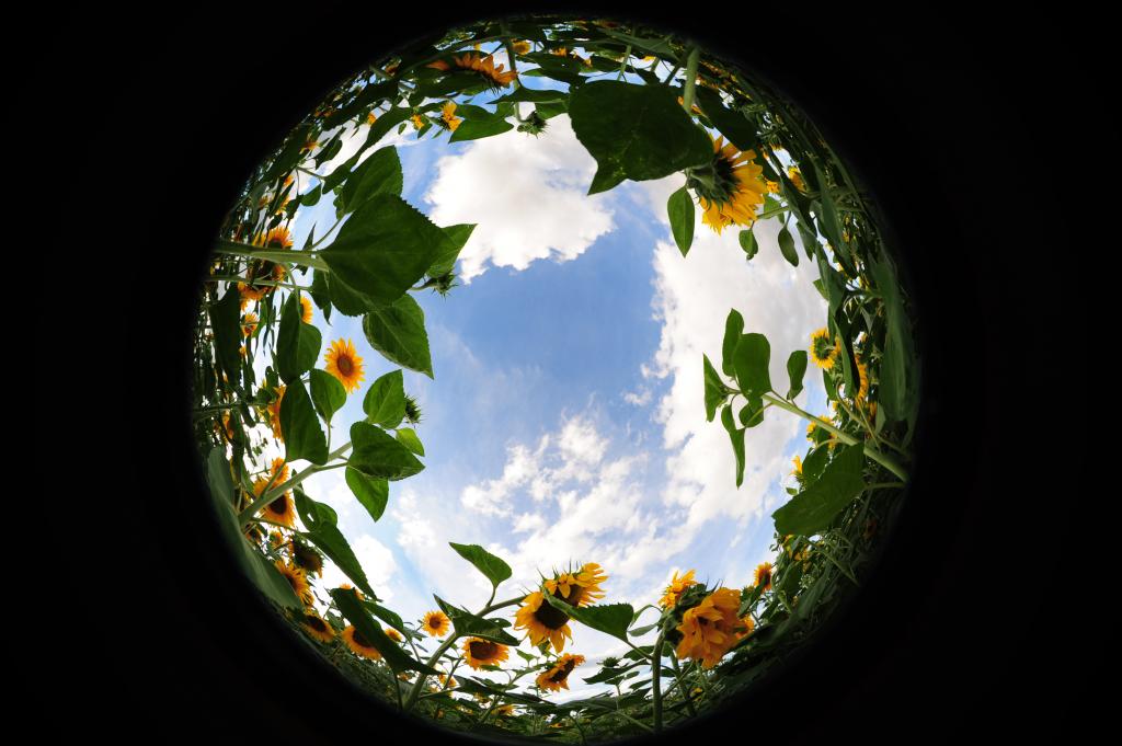 2008 08 04 Fischige Sonnenblumen und Tanke im Abendrot D7C 0288