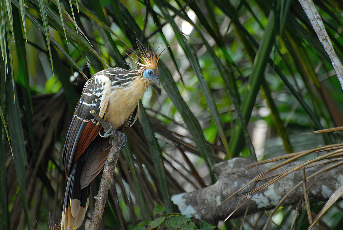 2008-08-30 12 Hoatzin.JPG