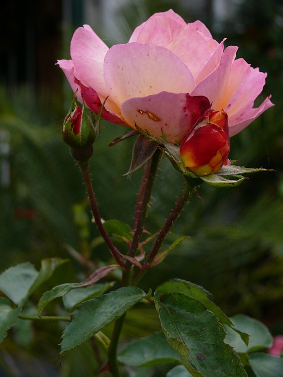 2008 10 11 010 2 ROSE REILINGEN