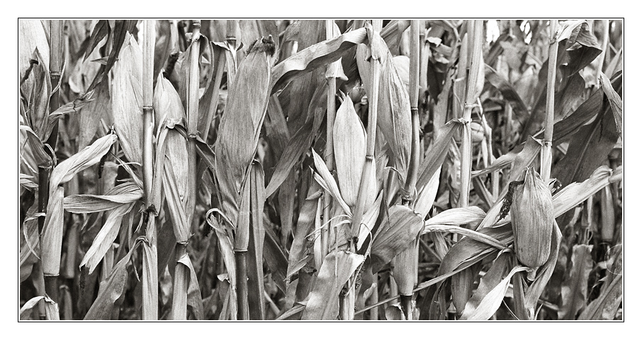 2008-10
Der letze Mais II

Nikon F5; Kodak 400Tmax in Spur-HRX2; Af 50/1,8