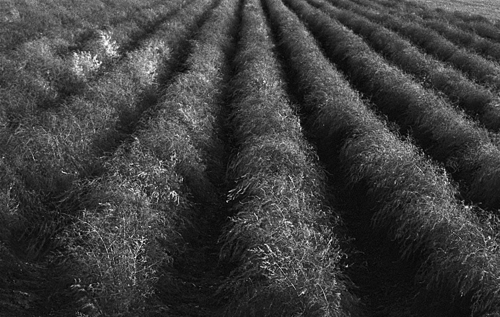 2008 10 FM2 BW400CN 17 Spargel