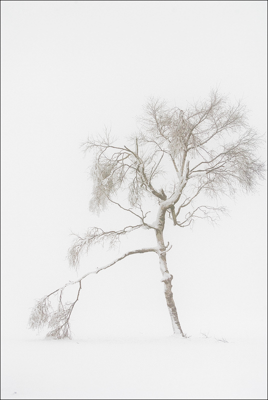 2008 11300012