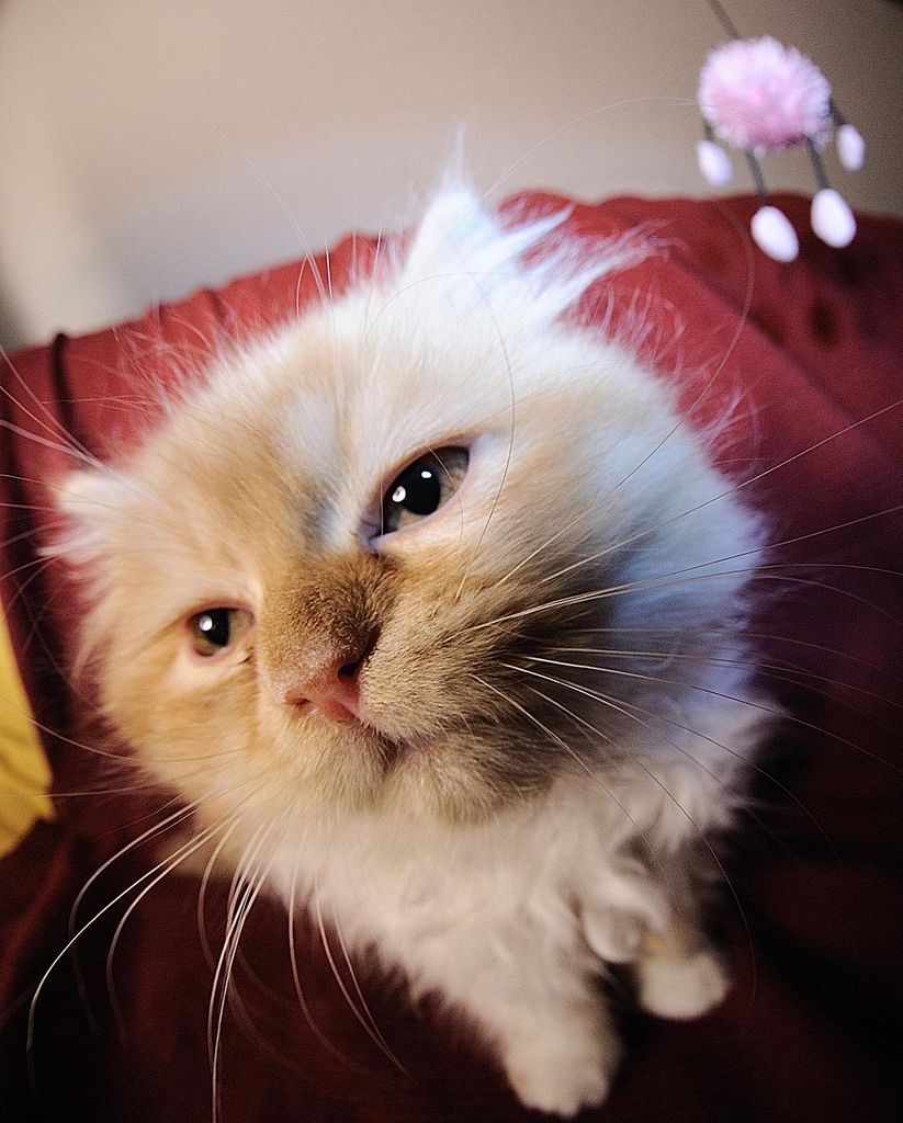2008 12 22 Sarahs Katze Gremlin D7C 0122 ps2