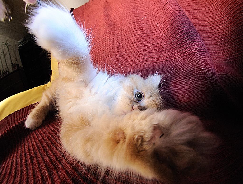 2008 12 22 Sarahs Katze Gremlin D7C 0132 ps
