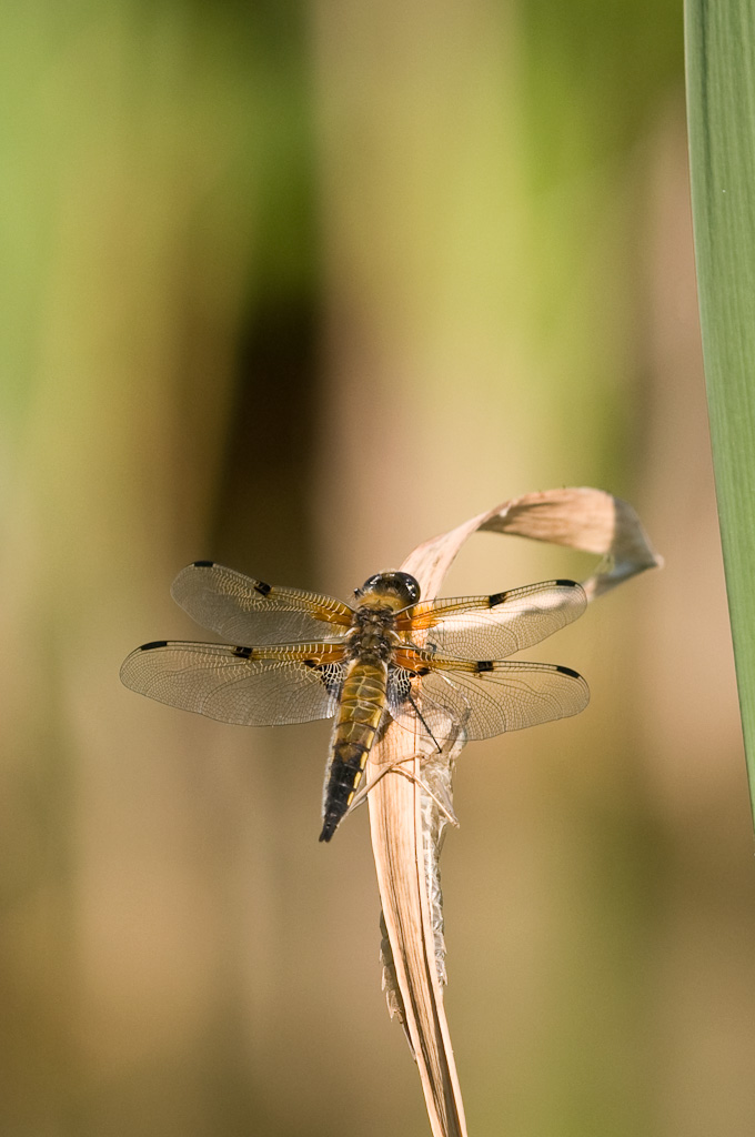 20080608 2487 [D300]   F5.6 200.00mm