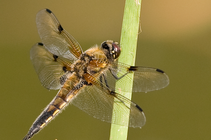 20080609 2809 [D300]   F5.6 300.00mm
