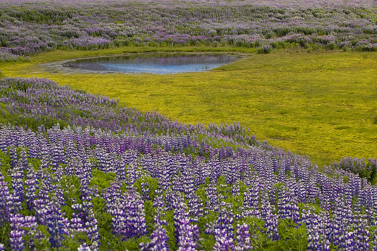20080626 141208 island 2008 reloaded